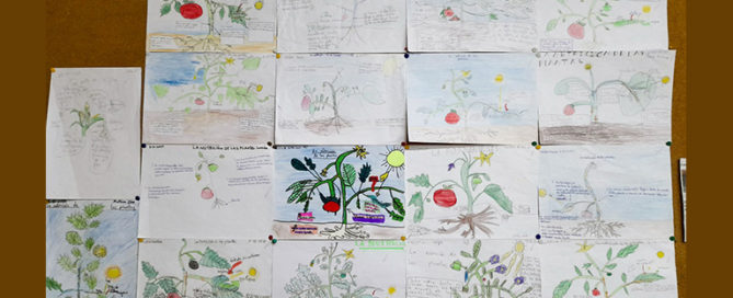 El alumnado de 4º de primaria del Colegio Rafaela María aprende el proceso de la fotosíntesis.