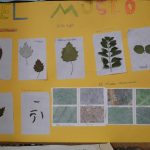Los alumnos y alumnas de tercero de primaria del Colegio Rafaela María de Valladolid han realizado unos trabajos muy interesantes sobre las hojas y frutos de diferentes plantas.