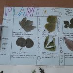 Los alumnos y alumnas de tercero de primaria del Colegio Rafaela María de Valladolid han realizado unos trabajos muy interesantes sobre las hojas y frutos de diferentes plantas.